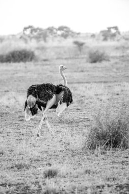 Devekuşu çim siyah beyaz yürüyüş. 