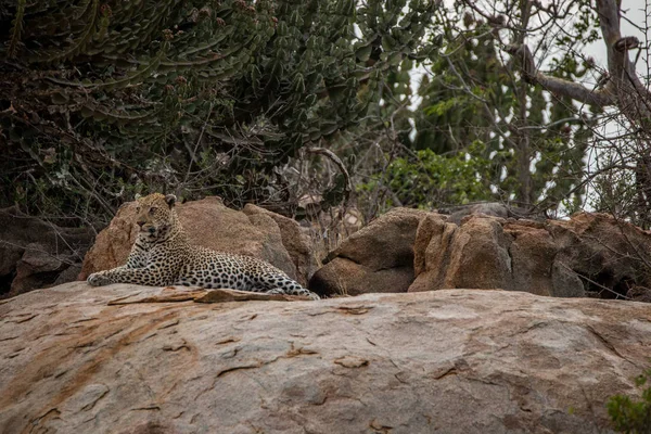 Leopardo relajándose sobre una roca . —  Fotos de Stock