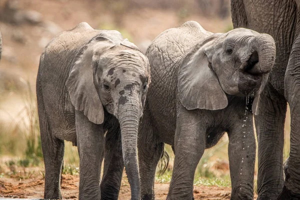 Elefantes bebendo no Parque Nacional Kruger . — Fotografia de Stock