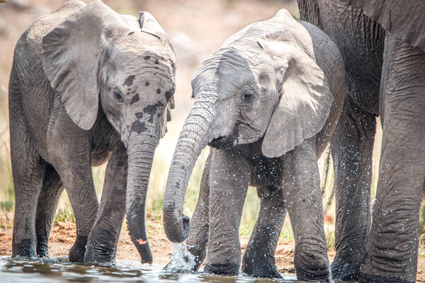 Elephants playing with the water.