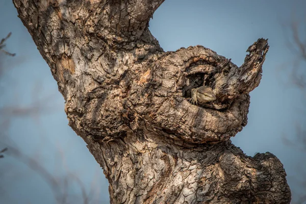 Rock monitor i trädet. — Stockfoto