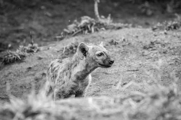 Hiena moteada bebé en blanco y negro . — Foto de Stock
