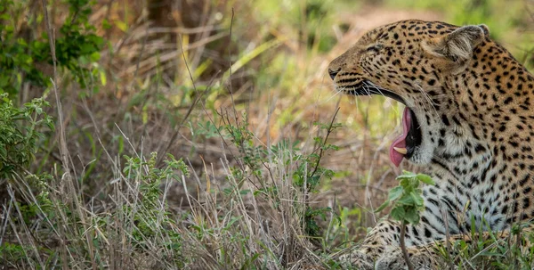 Profil latéral d'un bâillement léopard . — Photo