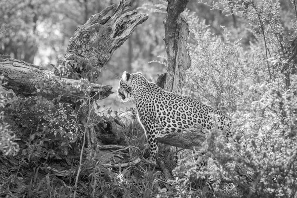 Leopard looking in the bush in black and white.