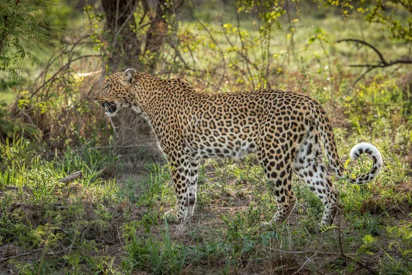 Леопард движется по траве . — стоковое фото