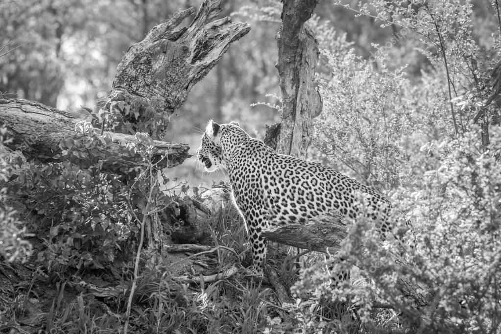Leopardo (Parque Nacional okavango, kenya. africa. — Foto de stock