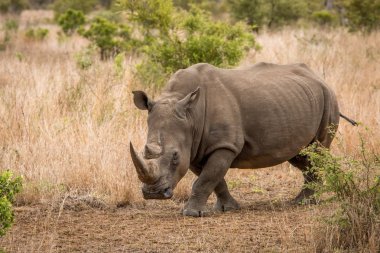 Beyaz rhino kameranın doğru yürüyüş.