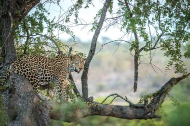Leopar ağaca yıldızı. 