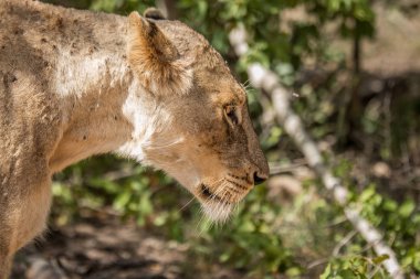 Bir dişi aslan yan profili. 