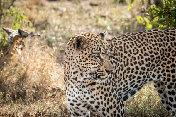 Nahaufnahme eines Leoparden. — Stockfoto