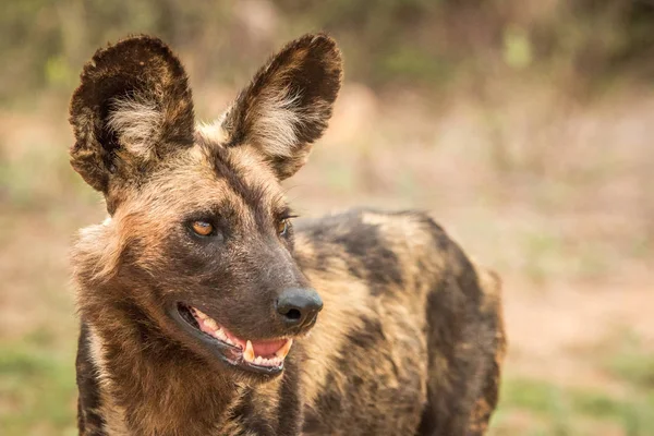 Detailní záběr africký divoký pes. — Stock fotografie