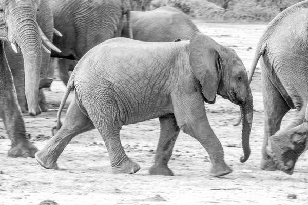 Jeune éléphant marchant en noir et blanc . — Photo