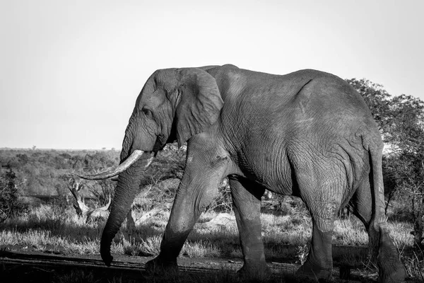 Ελέφαντας περπάτημα στο Κρούγκερ. — Φωτογραφία Αρχείου
