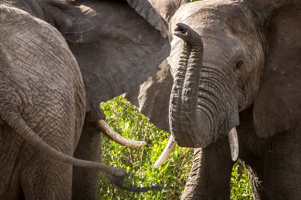 Elefantes enojados en Kruger . — Foto de Stock