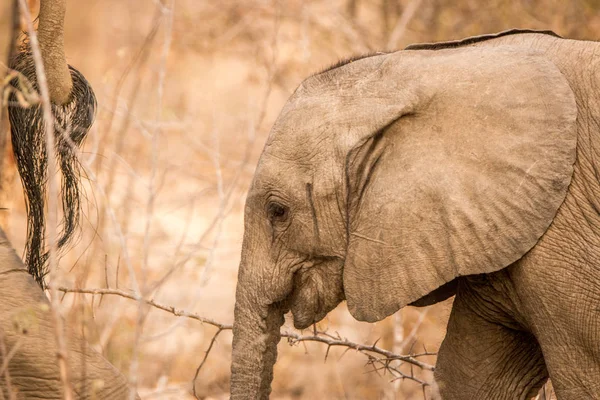 Profilo laterale di un bambino Elefante . — Foto Stock