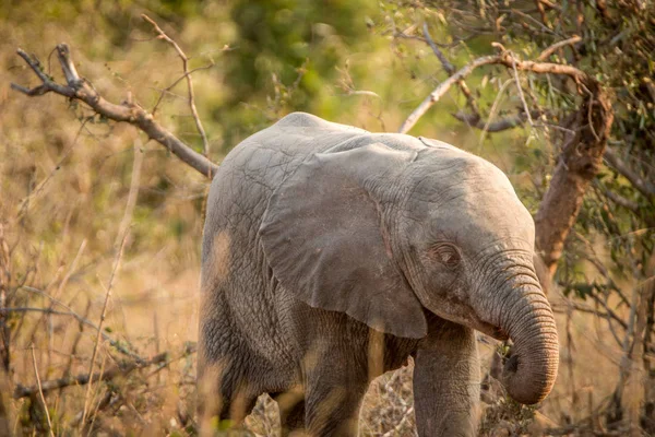 Elefante albino em Kruger . — Fotografia de Stock