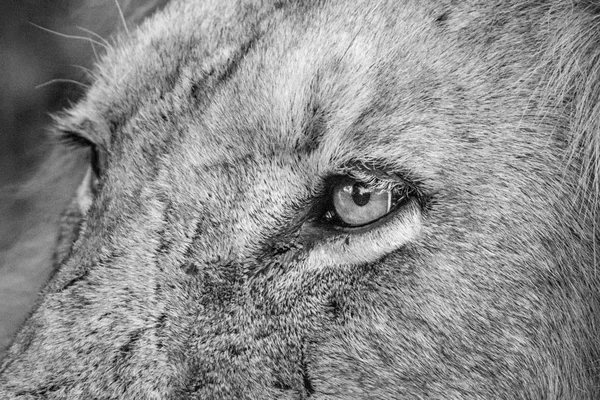 雄のライオンの顔のクローズ アップ. — ストック写真