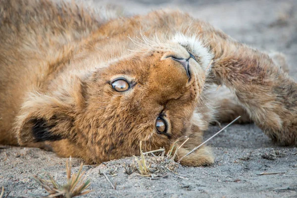 Playful Lion cub. — Stock Photo, Image