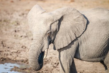 Bir filin yan profili.