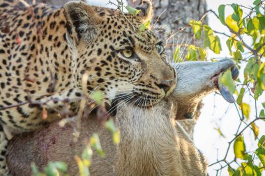 Leopar ile bir Duiker öldürmek.