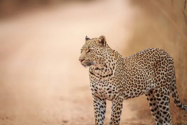 Főszereplő Leopard az úton. — Stock Fotó
