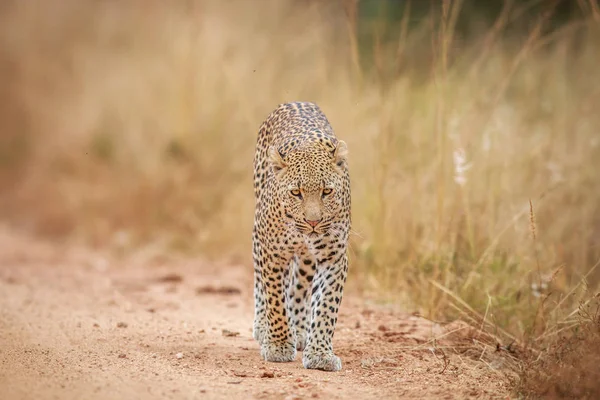 Leopardo caminando hacia la cámara . — Foto de Stock