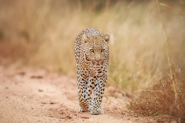 Leopardo caminando hacia la cámara . — Foto de Stock