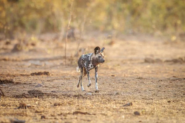 Afrikanischer Wildhund läuft im Gras. — Stockfoto