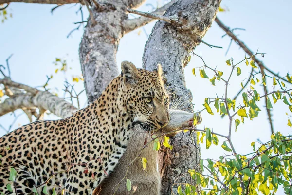 Leopardo con una muerte Duiker . — Foto de Stock