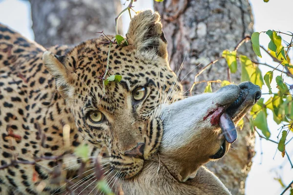 Leopard bóbitásantilop-kill. — Stock Fotó