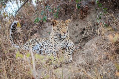 Çim döşeme leopar.