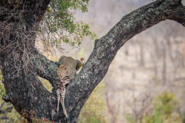 Leopar bir Zebra av ile bir ağaçta.