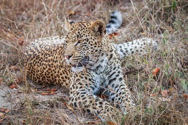 Leopard om i gräset. — Stockfoto