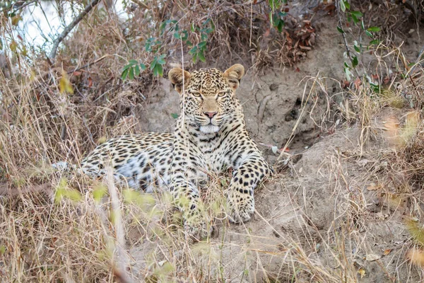 Leopard feküdt a fűben. — Stock Fotó