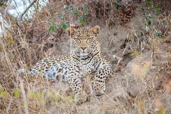 Leopard feküdt a fűben. — Stock Fotó
