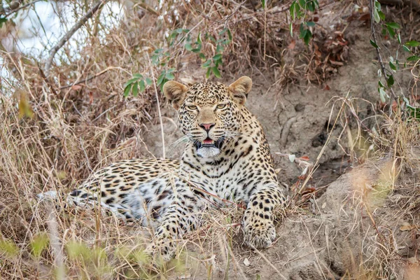 Leopard in het gras leggen. — Stockfoto