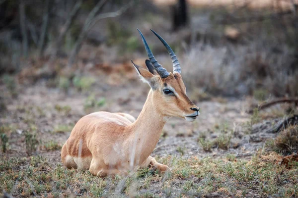 Impala deitado na grama . — Fotografia de Stock