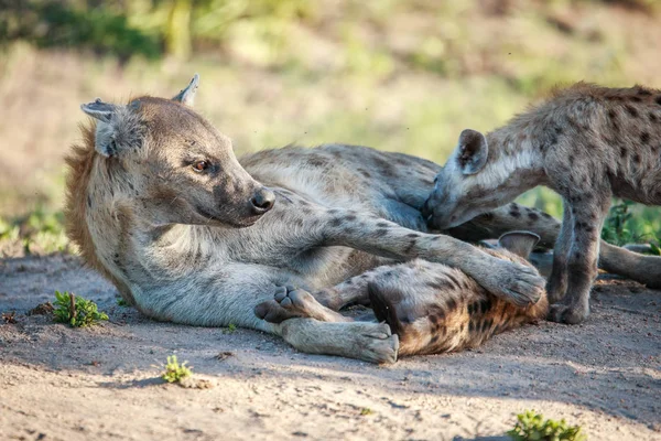 Mother Spotted hyena dengan dua anak . — Stok Foto