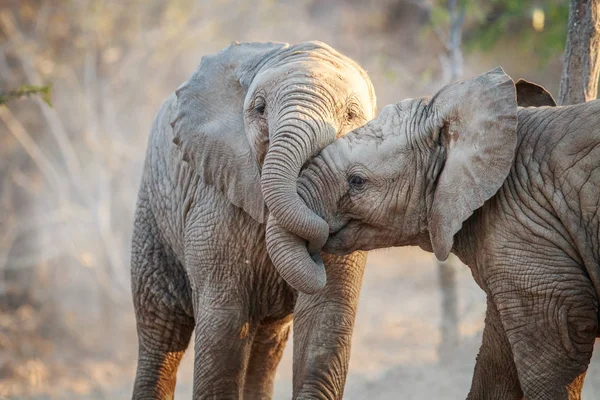 Deux éléphants jouant . — Photo