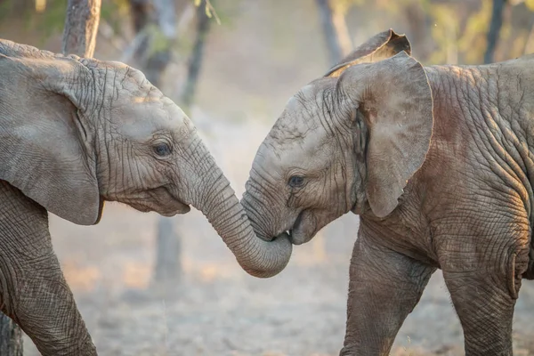 Dwa słonie gra. — Zdjęcie stockowe