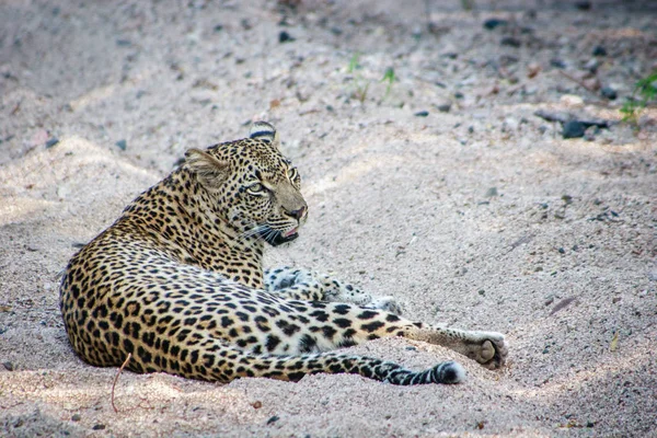 Leopardo deitado na areia . — Fotografia de Stock