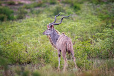 Çim erkek Kudu.