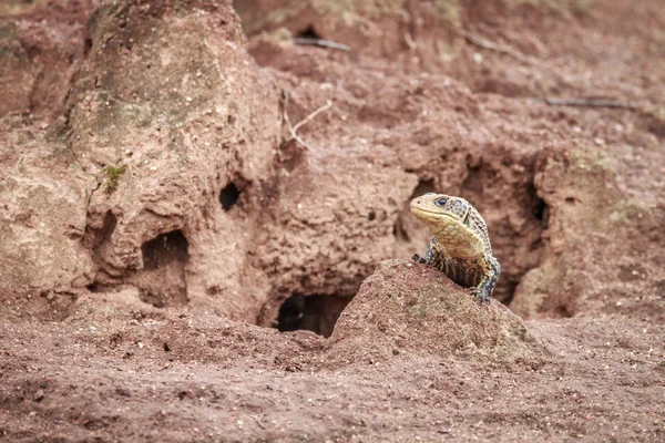 Bir termit Dağı üzerinde kaplama kertenkele. — Stok fotoğraf