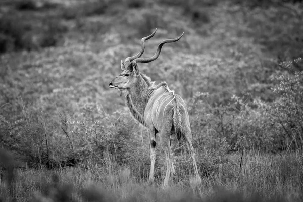 Männlicher Kudu im Gras in schwarz-weiß. — Stockfoto