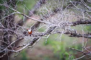 Gri başlı kingfisher bir dalda oturan.
