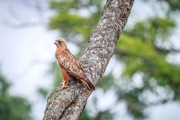 Águila Tawny sentada en un árbol . — Foto de Stock