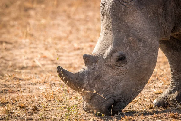 Rinoceronte Branco no Parque Nacional Kruger, África do Sul . — Fotografia de Stock