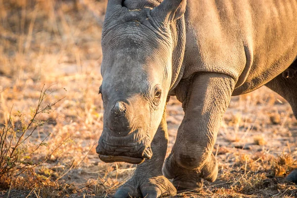 White Rhino in the Kruger National Park, South Africa. — Stock Photo, Image
