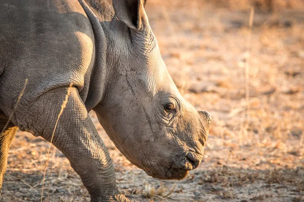 Rinoceronte Branco no Parque Nacional Kruger, África do Sul . — Fotografia de Stock