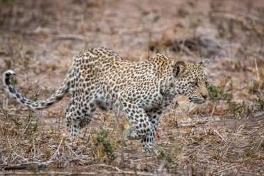 Kruger National Park, Güney Afrika içinde yürüyüş leopar.